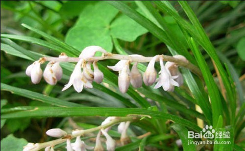 如何快速把麦冬晒干