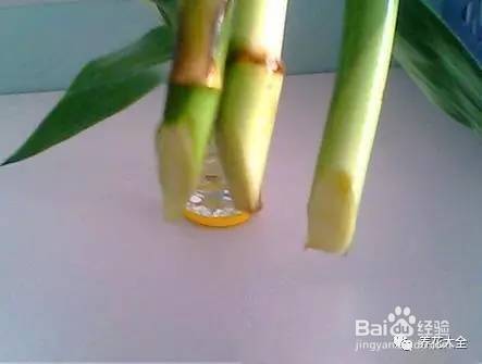 99%的花都死于这1点，看了保花不死！