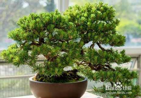 盆景的根系怎样的茂盛