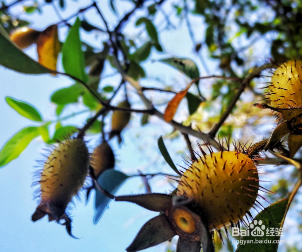 如何养护木本植物金樱子？
