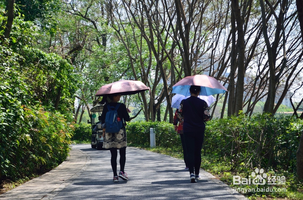 深圳有哪些好玩又免费的地方?