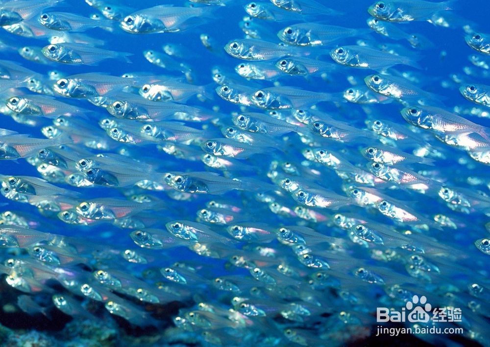 活性多种维生素对动物生长的作用