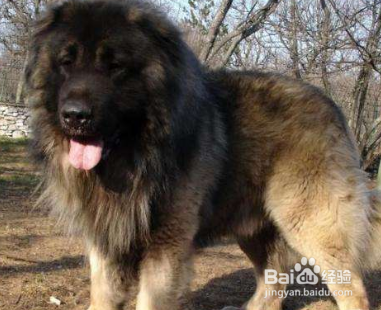 高加索犬怎么喂养