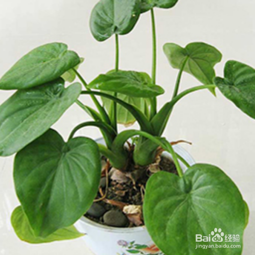 滴水观音冬天怎么养?