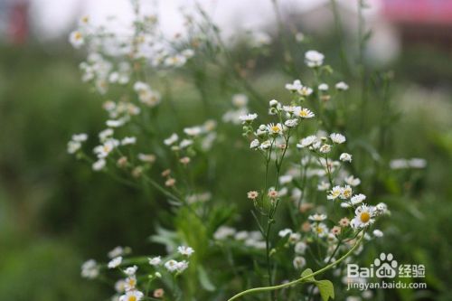 ps中怎么局部锐化