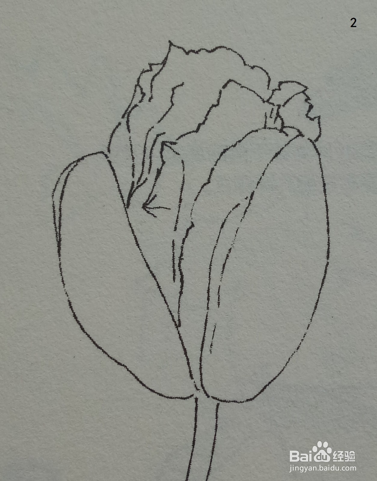 虞美人花苞的黑白线条绘制