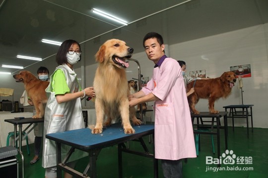 哪里宠物美容学校比较好