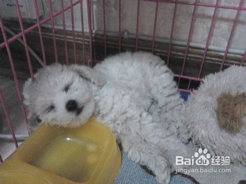 如何分析比熊犬吠叫的原因及制止