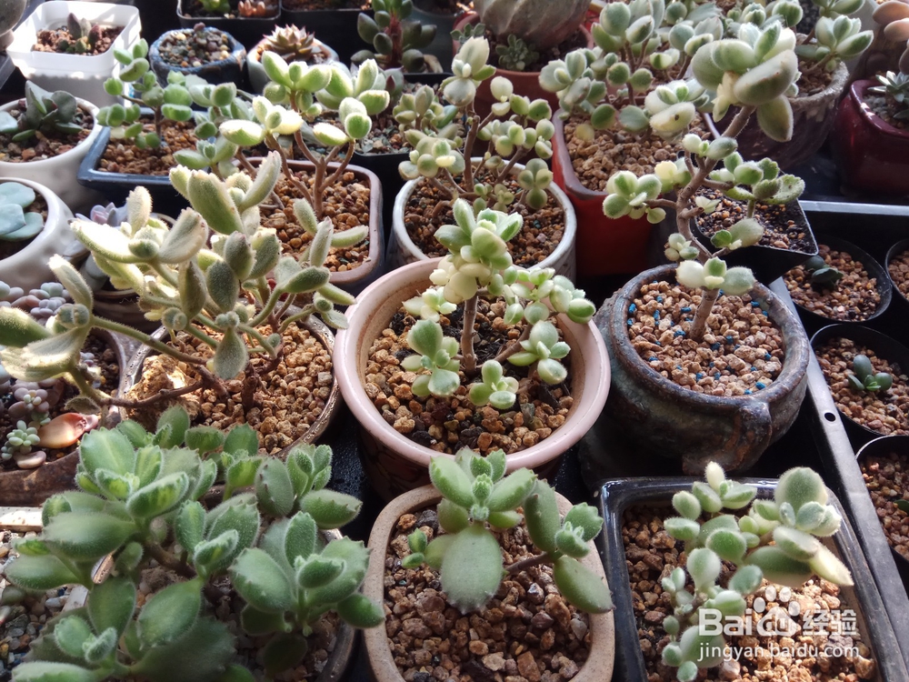 多肉里面长新芽怎么办