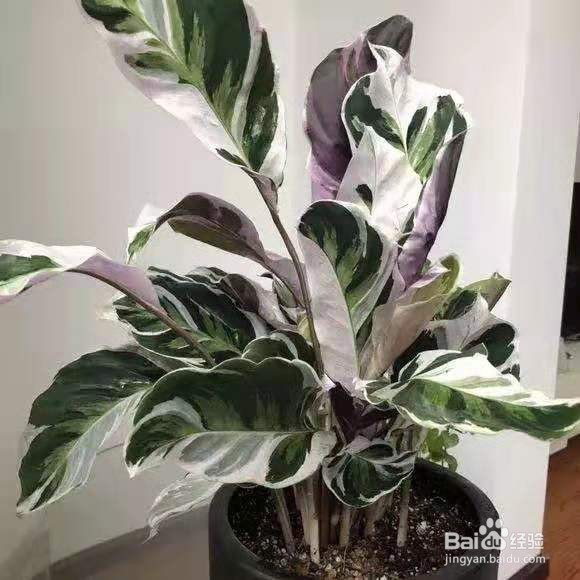 现在流行“种草”了,叶子比花还好看!