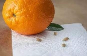 橘子核怎样种植发芽