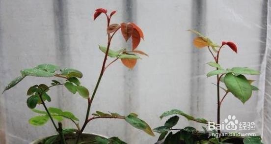 冬季养花要注意什么