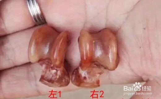 狼髀石如何辨别左右?