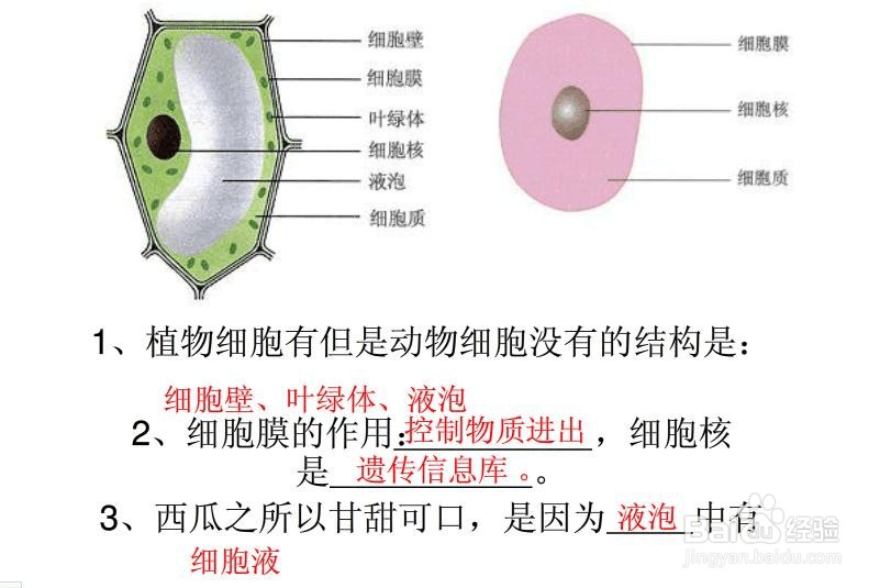 学好初中生物的小窍门