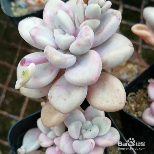 艾伦的注意事项?