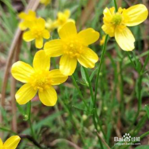 猫爪草的培育方法和注意事项