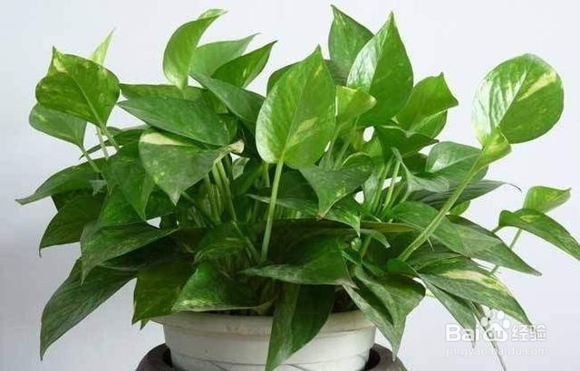 车内甲醛难治理 除甲醛方法看这里