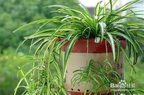 “吸甲醛”的小能手，新装修的房间多放几盆！