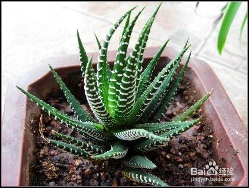 卫生间异味如何去除？