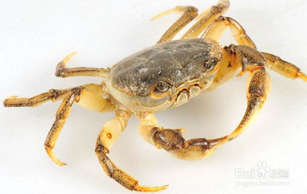 螃蟹冰箱储存方法