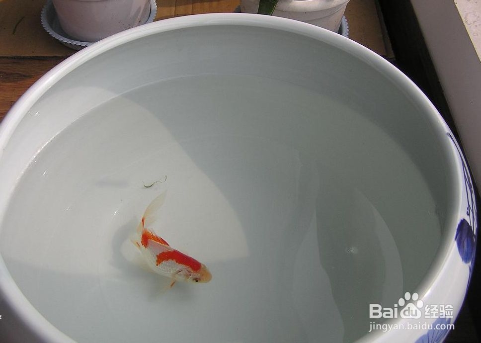 怎么养鱼不会死