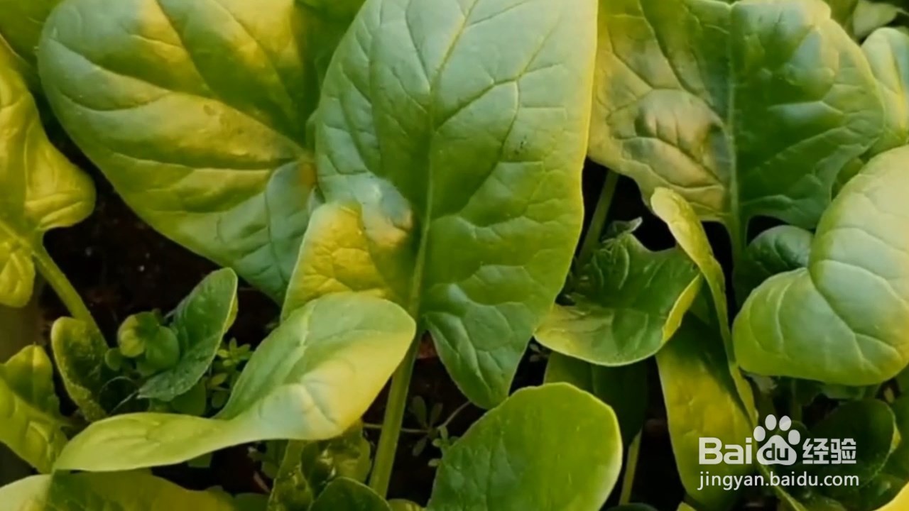 菠菜的种植方法和时间