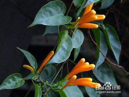 Flowerplus花加鲜花夏季养护攻略