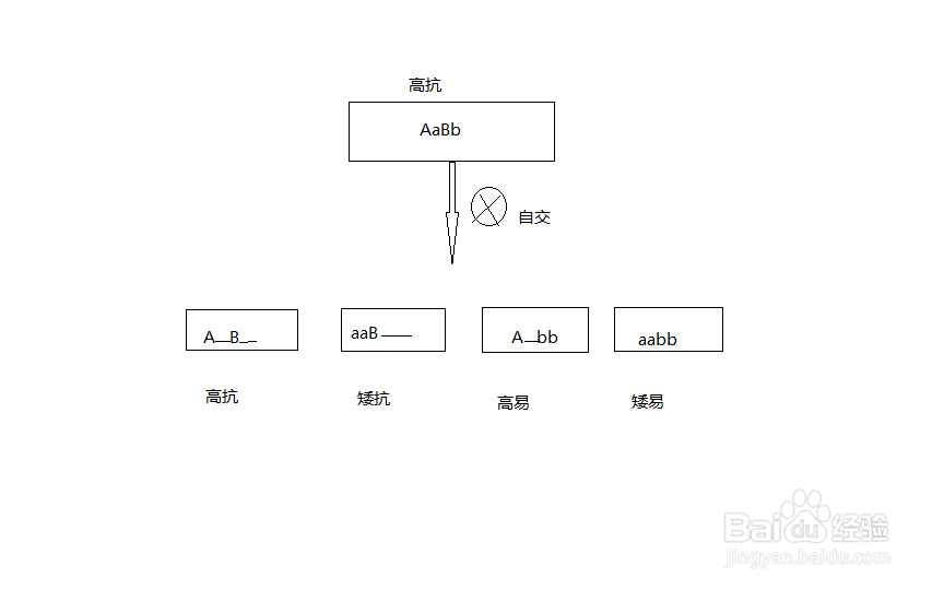 杂交育种的步骤