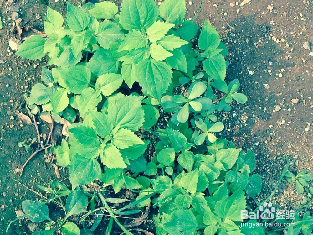 惹父母生气怎么办?