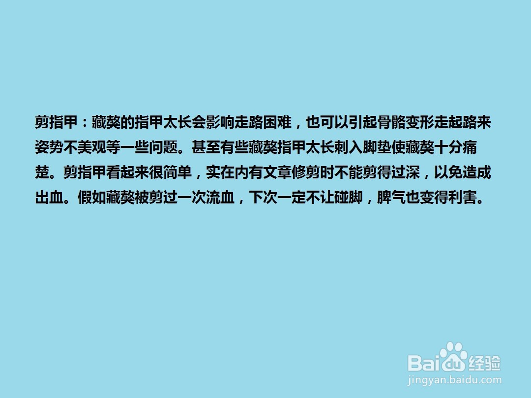 如何给藏獒犬“美容”？