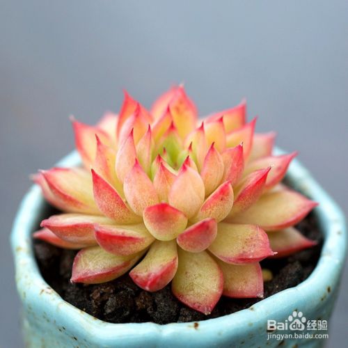 刚买回来的多肉植物如何处理 百度经验 刚买回来的多肉植物如何处理 百度经验