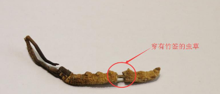 冬虫夏草怎么食用 冬虫夏草的吃法技巧