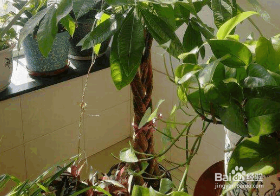 家庭养花治虫的方法