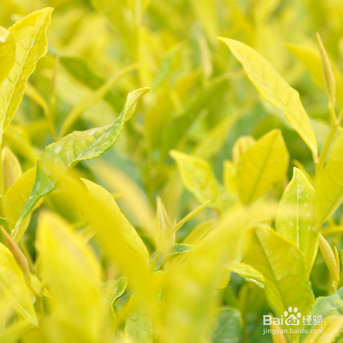 黄金芽怎么泡