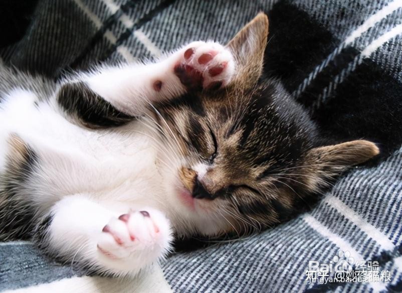 关于猫咪的6个冷知识，你知道吗