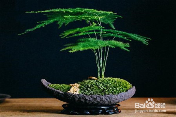 文竹的养殖方法和注意事项有哪些？