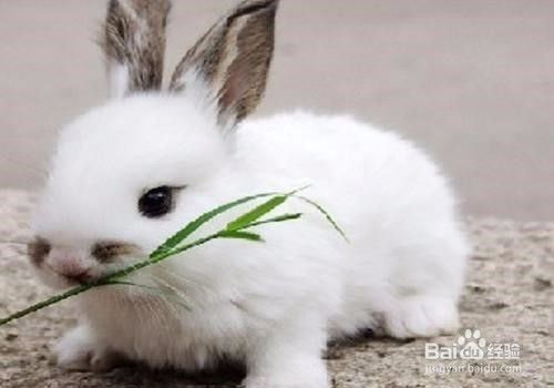 城市家庭如何养可爱的小兔子