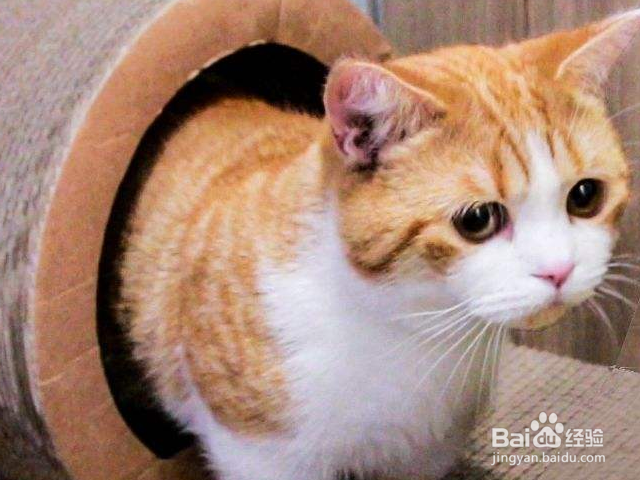 猫咪死了该怎么处理?