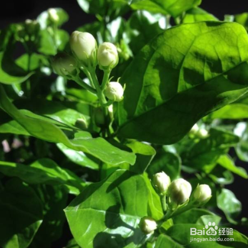 养的茉莉叶子发黄怎么办