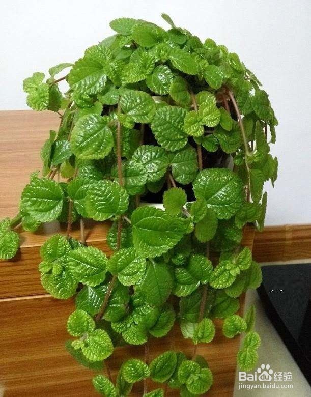 植物的窗帘你见过吗?这些绿植能满足你!