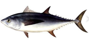 铿鱼和金枪鱼怎么区分