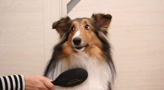 给宠物狗洗澡流程和注意事项