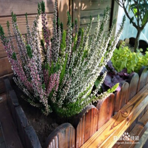 教你养殖艾莉卡