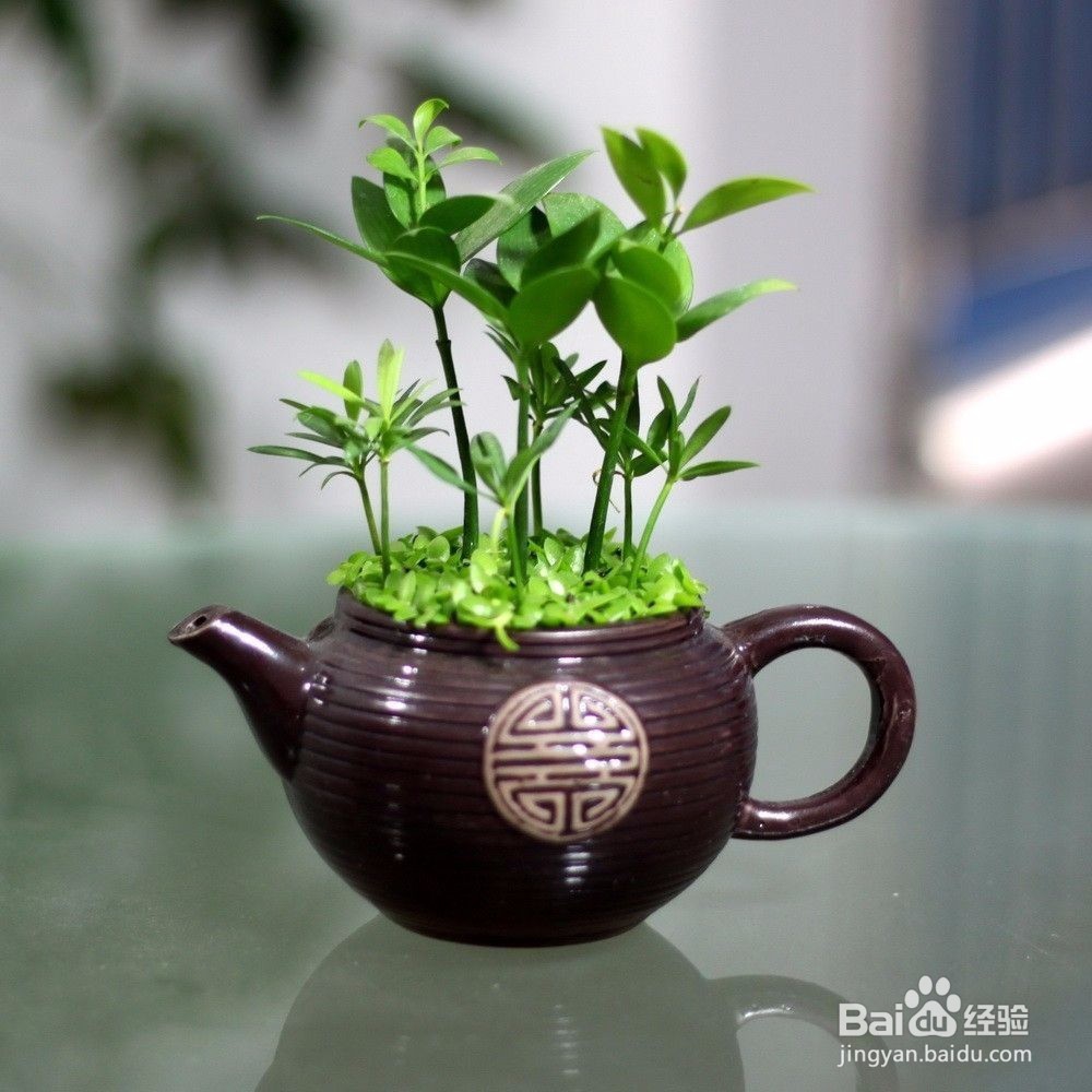 花卉夏季养殖常识你知道多少？