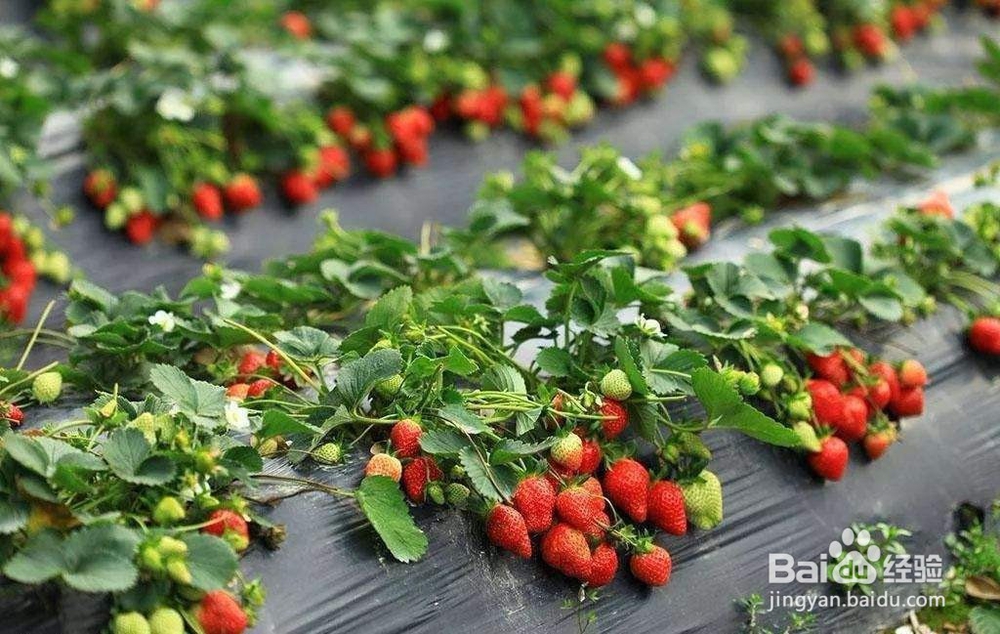 在家里种植草莓需要注意的事项