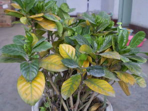 办公室的花草如何养护