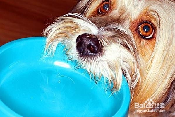 选择狗粮的六件事