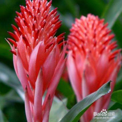 水塔花的养殖方法和注意事项