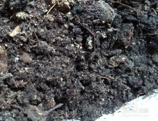 自家室内用这种方法栽培香菜
