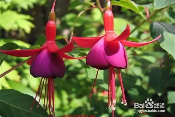 倒挂金钟的养殖方法和注意事项有哪些?